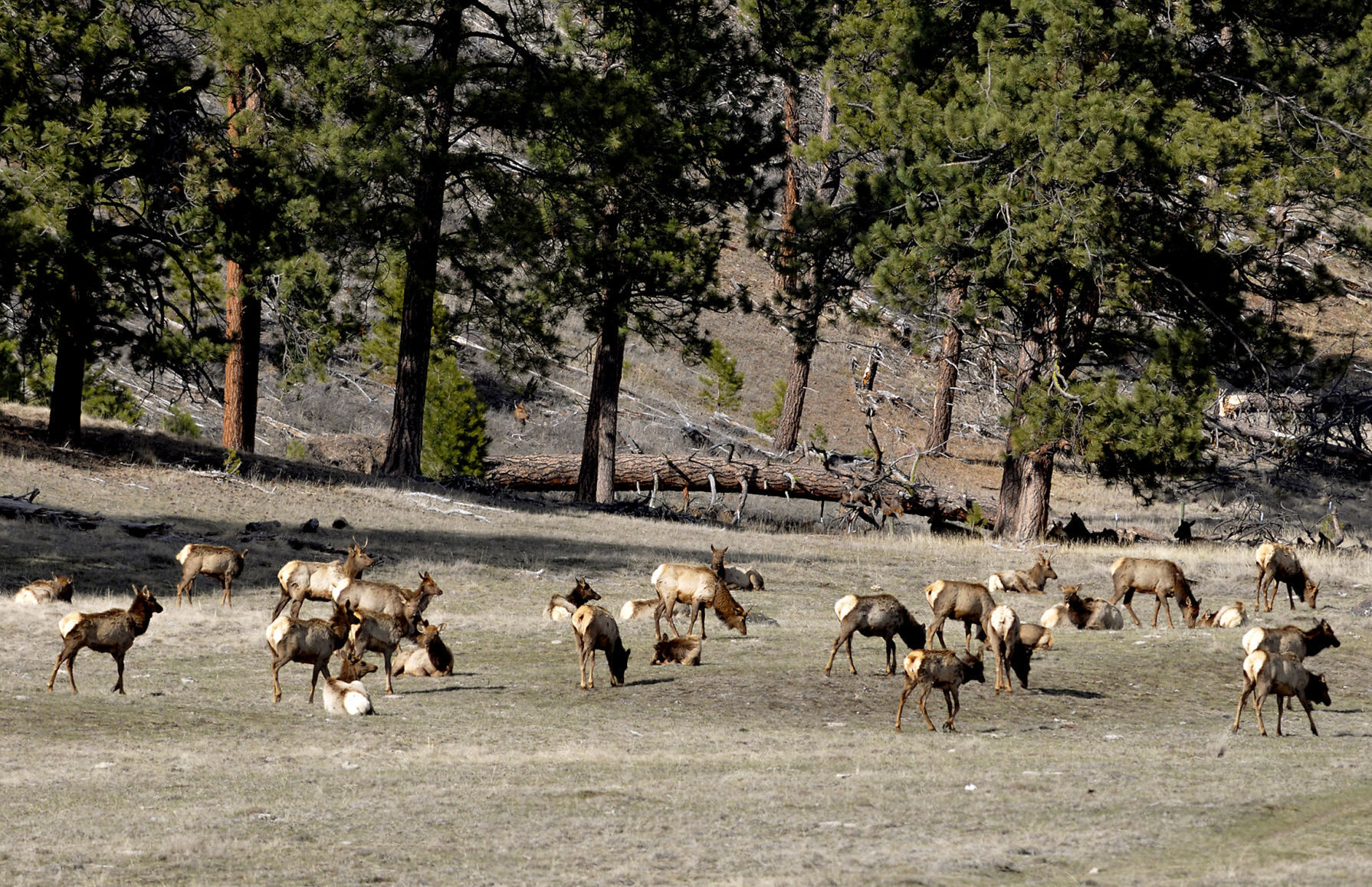 Elk